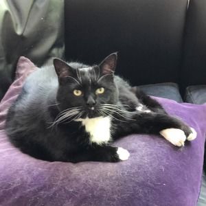 Meet your Posher, Tommy